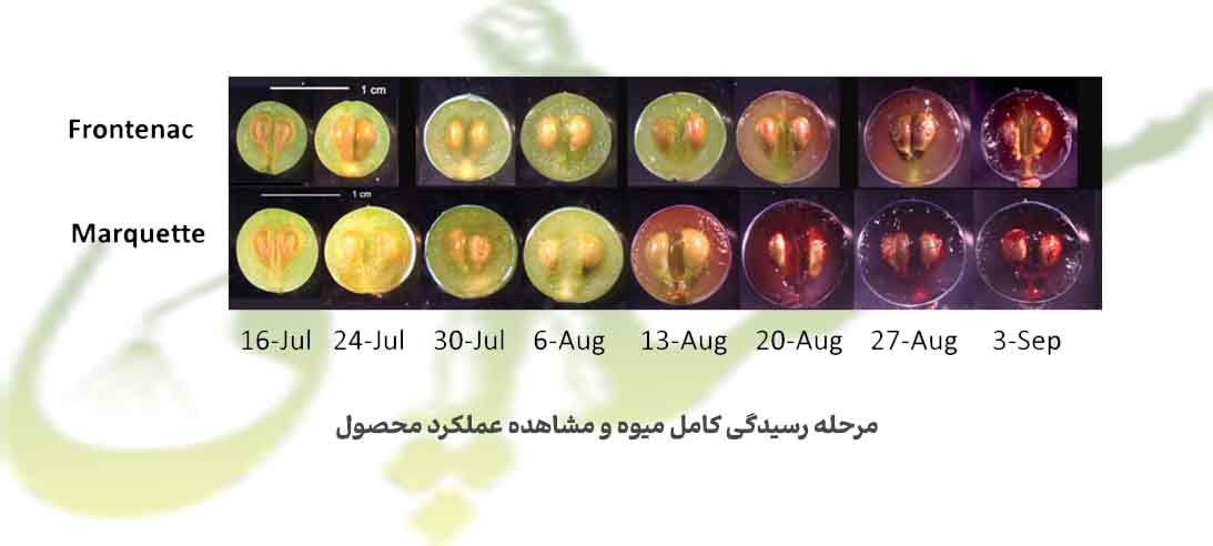 مشاهده عملکرد میوه